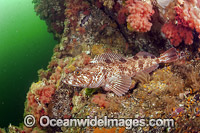 Lingcod (Ophiodon elongatus). Photo taken at Browning Passage in Vancouver Island, British Columbia, Canada.