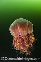 Lions Mane Jellyfish (Cyanea capillata). Also known as Hair Jelly and Snotty. Stings can cause minor skin burn. Photo was taken off Vancouver Island, British Columbia, Canada.