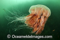 Lion's Mane Jellyfish (Cyanea capillata). Also known as Hair Jelly and Snotty. Stings can cause minor skin burn. Photo taken off Vancouver Island, British Columbia, Canada.