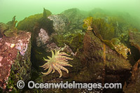 Sunflower Seastar (Pycnopodia helianthoides). Photo taken on a deep reef offshore Nanaimo, Vancouver Island, British Columbia, Canada.