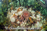 Sunflower Seastar (Pycnopodia helianthoides) and Short Plumose Anemone (Metridium senile), in the kelp forest in Browning Passage, Vancouver Island, British Columbia, Canada.