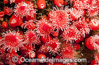 Strawberry Anemones (Corynactis californica). Photo was taken at Discovery Passage in Campbell River, Vancouver Island, British Columbia, Canada.