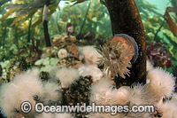 Short Plumose Anemone (Metridium senile), in a kelp forest in Browning Passage. Situated offshore Vancouver Island, British Columbia, Canada.