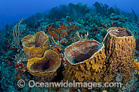 Barrel Sponges (Xestospongia muta) on a coral reef in Palm Beach, Florida, USA