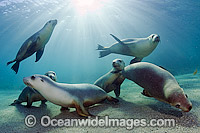 Australian Sea Lions (Neophoca cinerea), swimming and playing in the shallows of Hopkins Island, South Australia. Classified Endangered on the IUCN Red List.