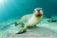 Australian Sea Lions (Neophoca cinerea), swimming and playing in the shallows of Hopkins Island, South Australia. Classified Endangered on the IUCN Red List.