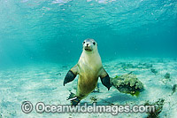 Australian Sea Lion (Neophoca cinerea), swimming and playing in the shallows of Hopkins Island, South Australia. Classified Endangered on the IUCN Red List.