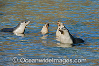 Australian Sea Lions (Neophoca cinerea), playing in the shallows of Hopkins Island, South Australia. Classified Endangered on the IUCN Red List.