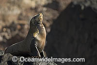 California Sea Lion (Zalophus californianus). Guadalupe Island, Mexico
