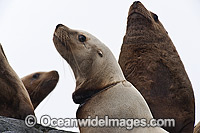 Steller Sea Lion (Eumetopias jubatus), suffering from fishing line caught around neck. Also known as Northern Sea Lion and Stellar Sea Lion. Photo taken north of Vancouver Island, British Columbia, Canada. Classified as Endangered Species on IUCN Red List