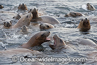 Steller Sea Lions (Eumetopias jubatus), playing in the shallows. Also known as Northern Sea Lion and Stellar Sea Lion. Photo taken at an island north of Vancouver Island, British Columbia, Canada. Classified as Endangered Species on the IUCN Red List.