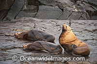 Steller Sea Lions (Eumetopias jubatus), resting on a rocky shoreline. Also known as Northern Sea Lion and Stellar Sea Lion. Photo taken at an island north of Vancouver Island, British Columbia, Canada. Classified as Endangered Species on IUCN Red List.