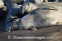 Northern Elephant Seal (Mirounga angustirostris). Also known as a Northern Elephant Seal. Guadalupe Island. Classified a Threatened species on the IUCN Red List.