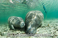 Florida Manatee (Trichechus manatus latirostris) mother and calf equipped with tracking device so researchers can monitor the animals movements. Also known as Sea Cow. Endangered species on IUCN Red List. Three Sisters Spring, Crystal River, Florida, USA