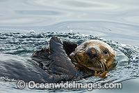 Southern Sea Otter (Enhydra lutris), large male resting on the surface. Vancouver Island, British Columbia, Canada. Listed as Endangered on the IUCN Red List.