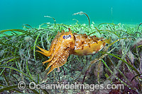 Giant Cuttlefish (Sepia apama), juvenile amongst Sea Grass. Port Hughes, Yorke Peninsula, South Australia.