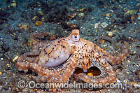 Caribbean Long Arm Octopus (Octopus defilippi). Photo taken in Singer Island, Florida, USA.