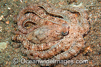 Caribbean Long Arm Octopus (Octopus defilippi). Photo taken in Singer Island, Florida, USA.