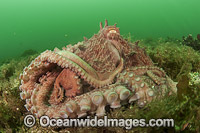 Giant Pacific Octopus (Enteroctopus dofleini). photo taken near Browning Wall, Vancouver Island, British Columbia, Canada.