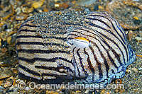 Striped Pyjama Squid (Sepioloidea lineolata), resting on a sandy bottom. Edithburgh, South Australia.