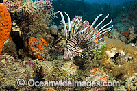 Lionfish (Pterois volitans), an invasive and venomous species photographed on a coral reef offshore Florida, USA. This species has spread throughout the Caribbean and tropical Atlantic and threatens a variety of native marine life.