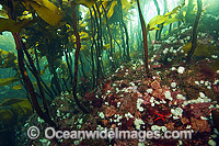 Kelp Forest. Photo was taken at Browning Passage, Vancouver Island, British Columbia, Canada.