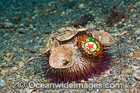 Sea Urchin (Lytechinus variegatus), with shells and beer bottle cap attached to it. Photographed in the Lake Worth Lagoon, an estuary near the Palm Beach Inlet in Palm Beach County, Florida, USA