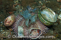 Sea Urchin (Lytechinus variegatus) with shells, beer bottle cap and newspaper attached to it. Photographed in the Lake Worth Lagoon, an estuary near the Palm Beach Inlet in Palm Beach County, Florida, USA