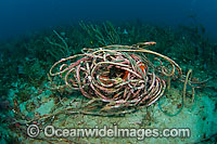 Discarded rope littering a coral reef in Palm Beach, Florida, USA. Rope and fishing line trap, maim and kill thousands of marine animals worldwide every year, including whales, dolphins, sharks and sea turtles.