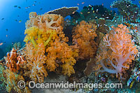 Reef scene showing Soft Coral (Dendronephthya sp.) and various Hard Corals. Photo taken in Komodo National Park, Indonesia. The reefs in Komodo are among the richest in the world and home to over 1,000 types of fish and nearly 400 varieties of coral.