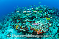 Coral Reef and an assortment of fish species in Palm Beach County, Florida, USA. These reefs are among the richest in the western Atlantic due to proximity of the Gulf Stream current, which brings warm, clear water from Caribbean and many animal species.