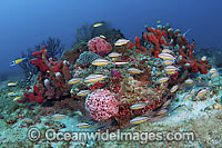 Coral Reef and an assortment of invertebrates and fish species in Palm Beach County, Florida, USA. These reefs are among the richest in the western Atlantic due to proximity of the Gulf Stream current, which brings warm, clear water from the Caribbean.