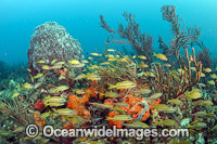 Tropical reef scene comprising a rich variety of fish and invertebrate marine life. Photo taken on the Breakers Coral Reef, offshore Palm Beach, Florida, United States.