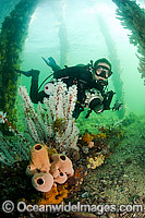 Underwater photographer exploring underneath Port Hughes Jetty or Pier, with pilings covered and encrusted with temperate sponges and corals. South Australia.