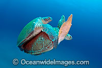 Mating Green Sea Turtles (Chelonia mydas). Found in tropical and warm temperate seas worldwide. Photo taken at Palm Beach, Florida, USA. Listed on the IUCN Red list as Endangered species.