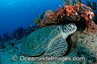 Green Sea Turtles (Chelonia mydas) resting under a reef ledge. Found in tropical and warm temperate seas worldwide. Photo taken at Palm Beach, Florida, USA. Listed on the IUCN Red list as Endangered species.