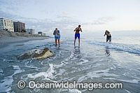 Female Green Sea Turtle (Chelonia mydas), returning to the ocean after laying her eggs in Juno Beach, Florida, USA. Juno Beach is a major nesting site for this species.