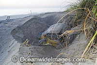 Female Green Sea Turtle (Chelonia mydas), covering her nest and eggs with sand after nesting in Juno Beach, Florida, USA. Juno Beach is a major nesting site for this species.