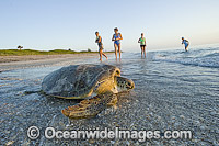 Female Green Sea Turtle (Chelonia mydas), returning to the Atlantic Ocean after laying her eggs in Juno Beach, Florida, USA. Juno Beach is a major nesting site for this species.
