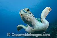 Green Sea Turtle (Chelonia mydas). Photo taken off Breakers Reef in Palm Beach, Florida, USA.