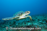 Green Sea Turtle (Chelonia mydas). Photo taken off Palm beach, Florida, USA. Found in tropical and warm temperate seas worldwide. Listed on the IUCN Red list as Endangered species.
