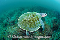 Kemp's Ridley Sea Turtle, (Lepidochelys kempii). Palm Beach, Florida, USA. Also known as Atlantic Ridley and Gulf Ridley. The most severely endangered marine turtle in the world. Listed on the IUCN Red list as Critically Endangered species.