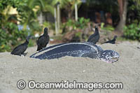 Black Vultures (Coragyps atratus), with a female Leatherback Sea Turtle (Dermochelys coriacea) nesting at sunrise on Grand Riviere, Trinidad, South America. Listed on IUCN Red list as Critically Endangered