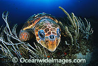 Loggerhead Sea Turtle (Caretta caretta) - sleeping. Horseshoe Reef, USA. Found in tropical and warm temperate seas worldwide. Endangered species listed on IUCN Red list.