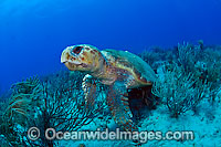 Loggerhead Sea Turtle (Caretta caretta). Found in tropical and warm temperate seas worldwide. Photo taken at Palm Beach County, Florida, USA. Listed as Endangered species on the IUCN Red list.
