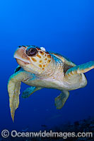 Loggerhead Sea Turtle (Caretta caretta). Found in tropical and warm temperate seas worldwide. Listed as Endangered species on the IUCN Red list.