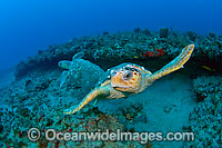 Loggerhead Sea Turtle (Caretta caretta). Found in tropical and warm temperate seas worldwide. Photo taken at Palm Beach County, Florida, USA. Listed as Endangered species on the IUCN Red list.