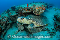 Loggerhead Sea Turtle (Caretta caretta), resting under a ledge. Found in tropical and warm temperate seas worldwide. Photo taken at Palm Beach County, Florida, USA. Listed as Endangered species on the IUCN Red list.