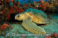Loggerhead Sea Turtle (Caretta caretta), resting under a ledge. Found in tropical and warm temperate seas worldwide. Photo taken at Palm Beach County, Florida, USA. Listed as Endangered species on the IUCN Red list.