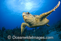 Loggerhead Sea Turtle (Caretta caretta), photographed in Palm Beach County, Florida, USA. Florida is home to half of the world's population, and Palm Beach County is a major nesting location.